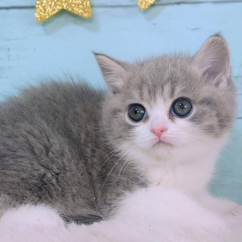 販売中の東京都のマンチカン-139140の3枚目