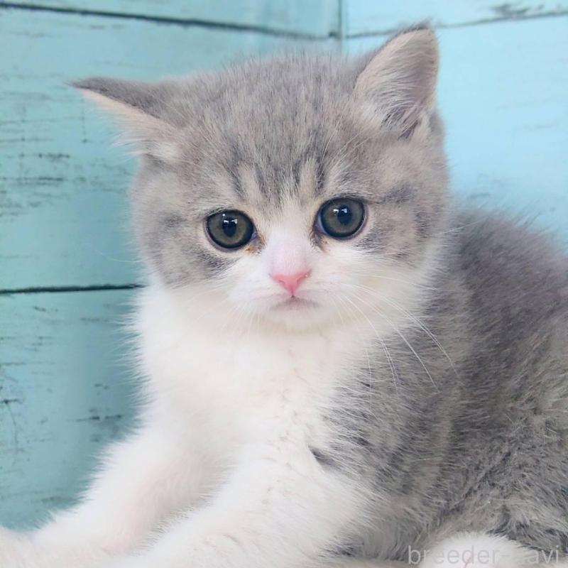 販売中の東京都のマンチカン-139140の2枚目