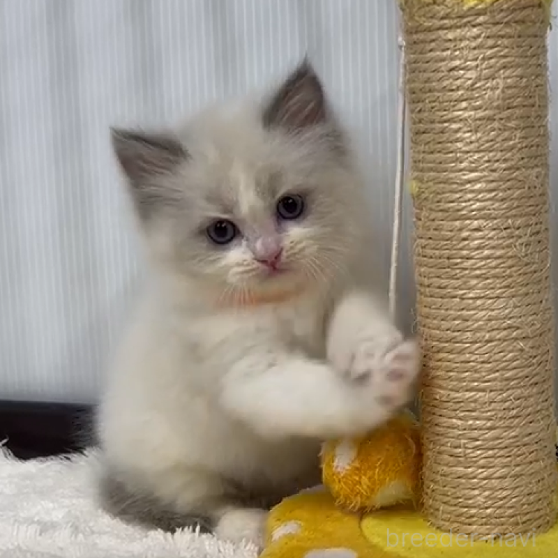 販売中の埼玉県のラグドール-139141の2枚目