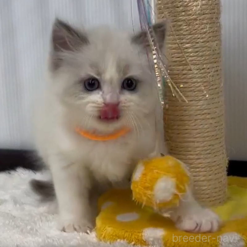 販売中の埼玉県のラグドール-139141の1枚目