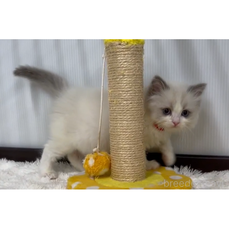 販売中の埼玉県のラグドール-139142の3枚目