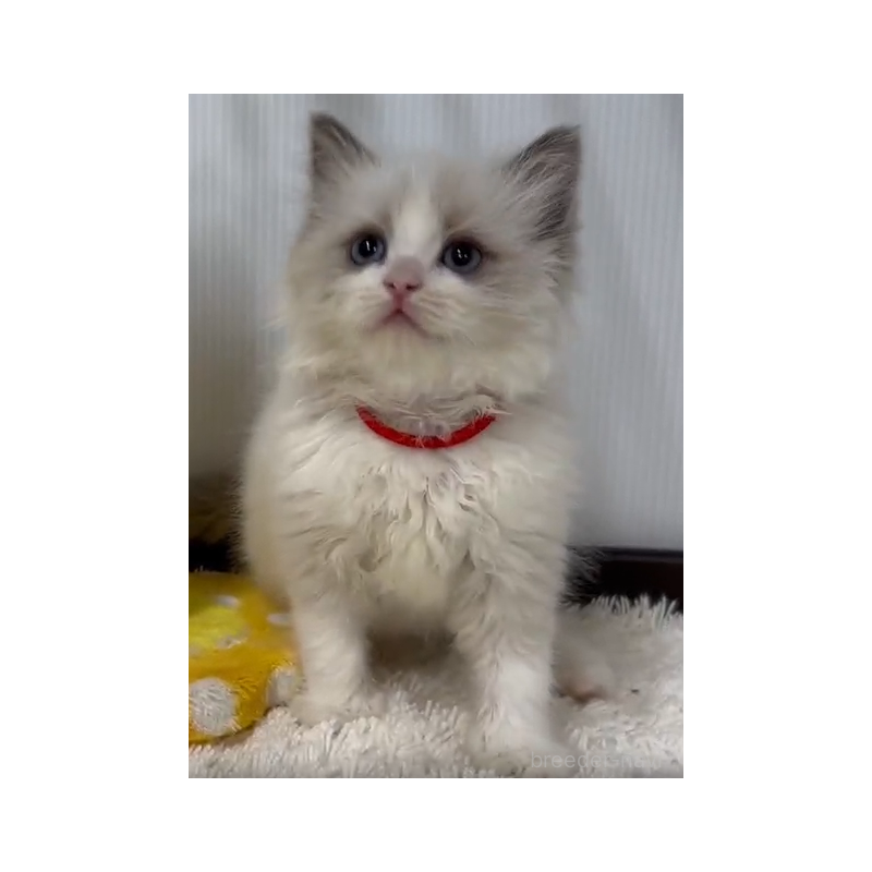 販売中の埼玉県のラグドール-139142の2枚目