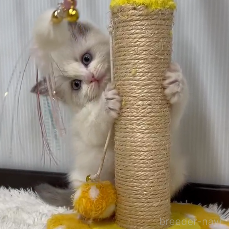 販売中の埼玉県のラグドール-139143の2枚目