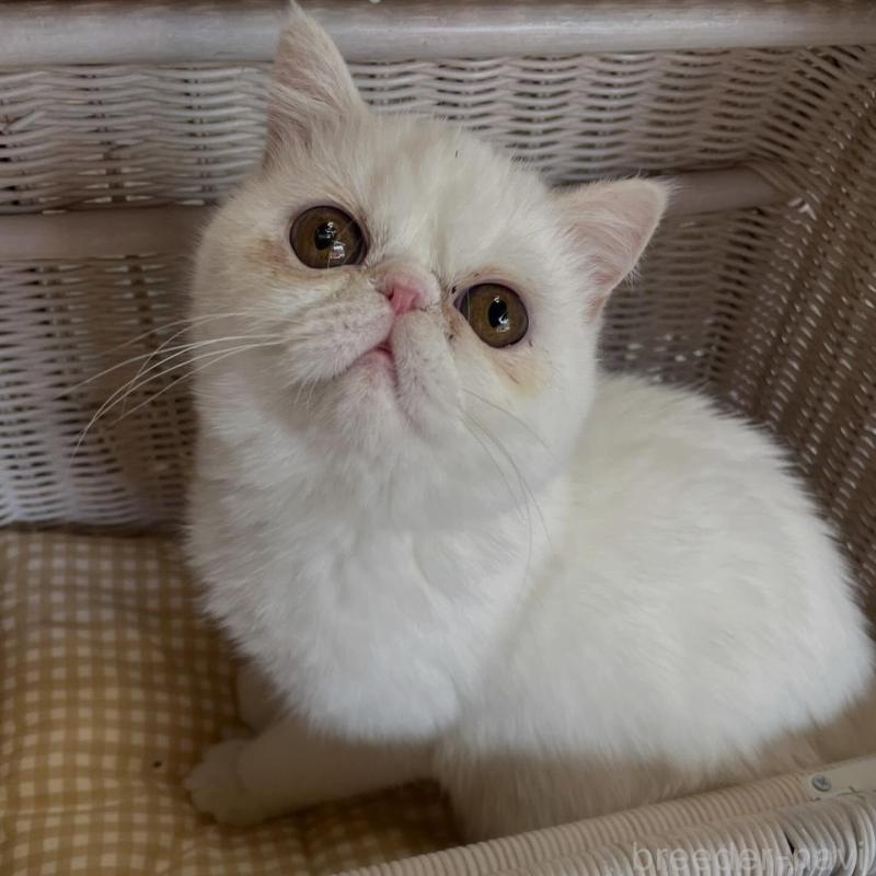 販売中の熊本県のエキゾチックショートヘア-139144の1枚目