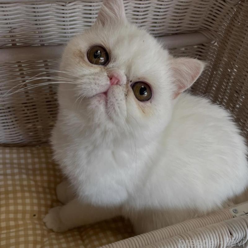 販売中の熊本県のエキゾチックショートヘア-139144の3枚目