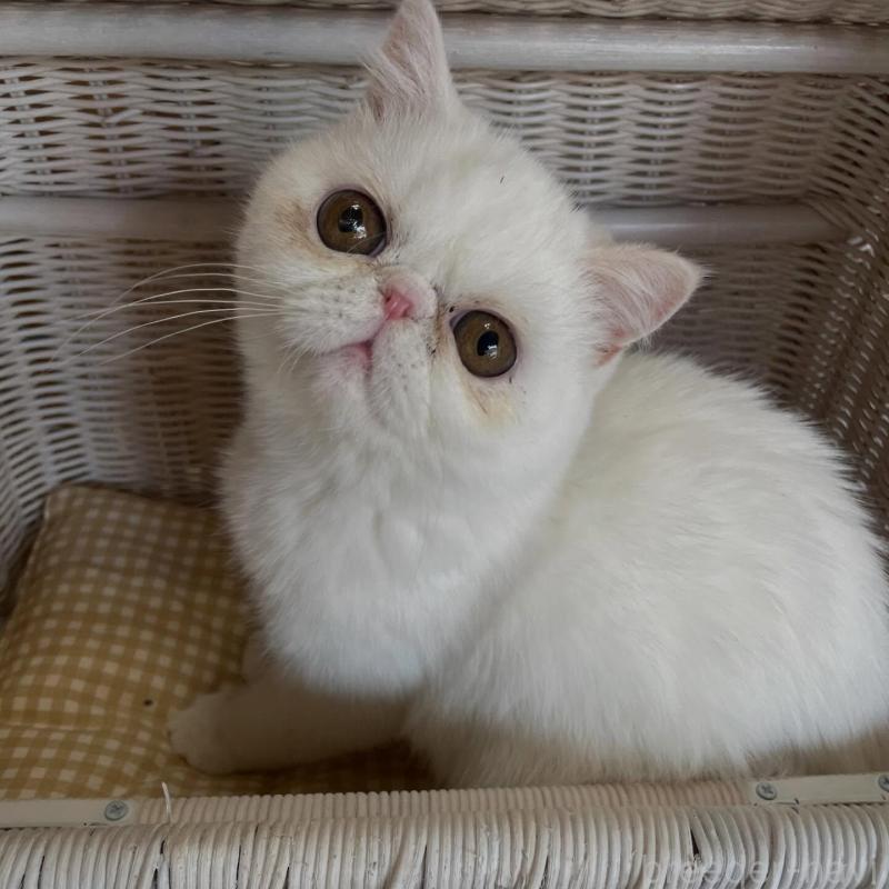 販売中の熊本県のエキゾチックショートヘア-139144の2枚目