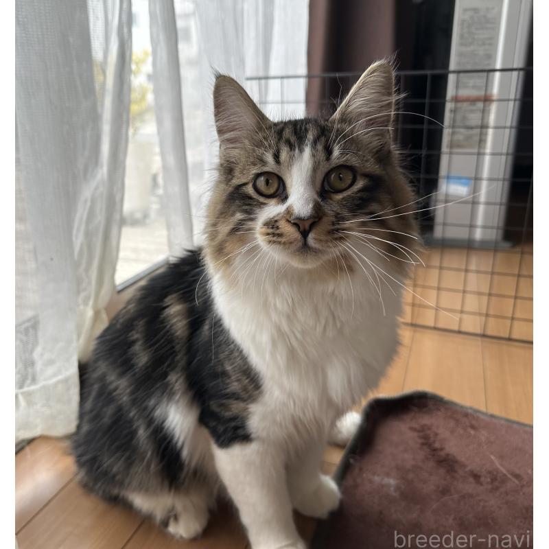 販売中の千葉県のサイベリアン-129490