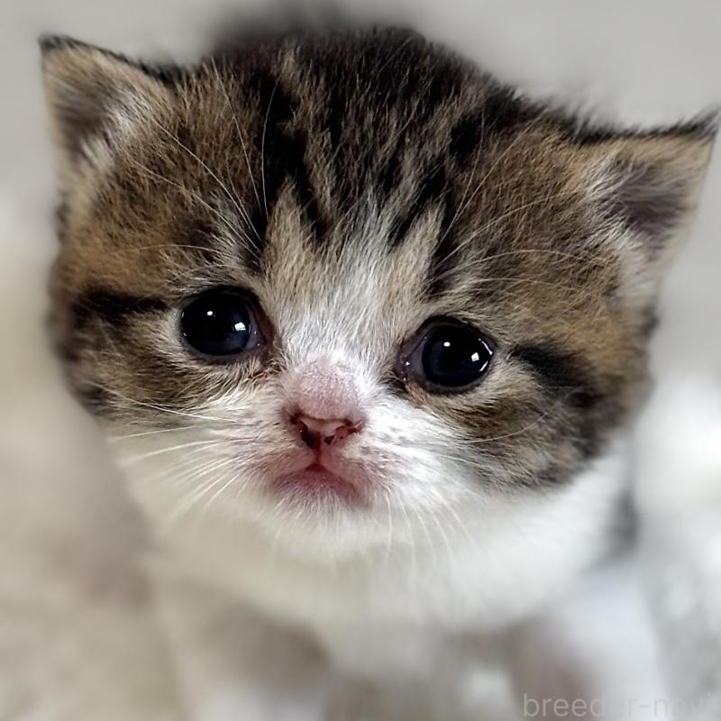 販売中の埼玉県のフォールデックス-139145の1枚目