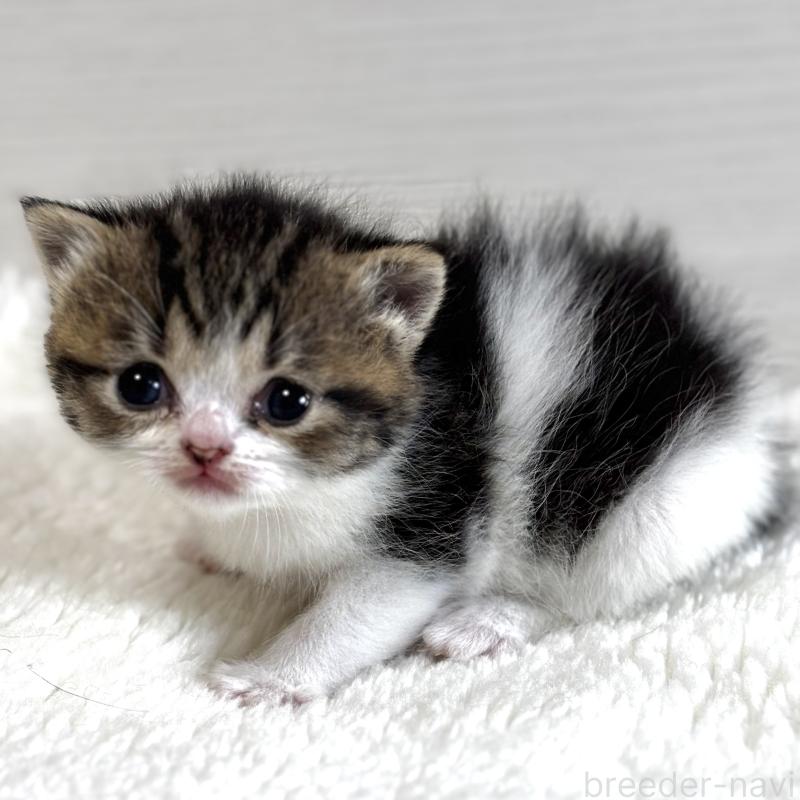 販売中の埼玉県のフォールデックス-139145の2枚目