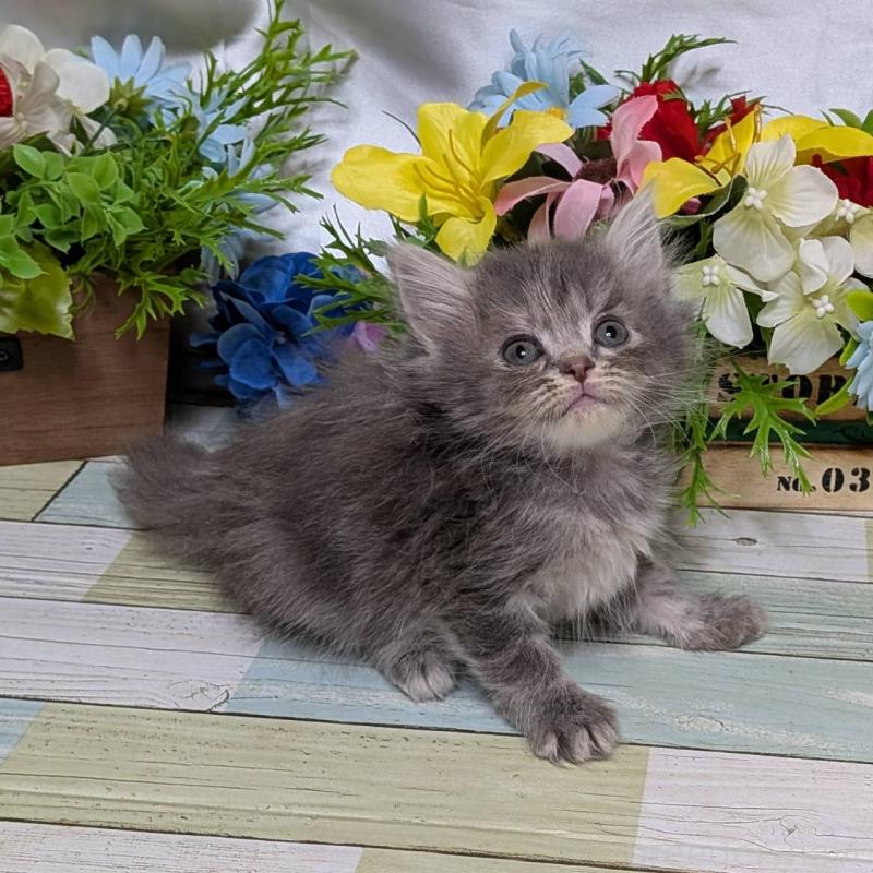 販売中の大阪府のミヌエット-139146の5枚目