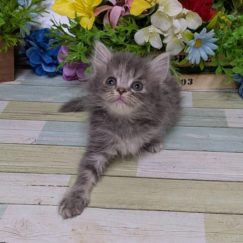 販売中の大阪府のミヌエット-139146の4枚目