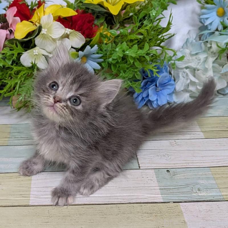 販売中の大阪府のミヌエット-139146の3枚目