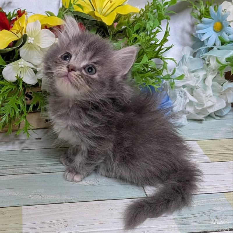 販売中の大阪府のミヌエット-139146の2枚目