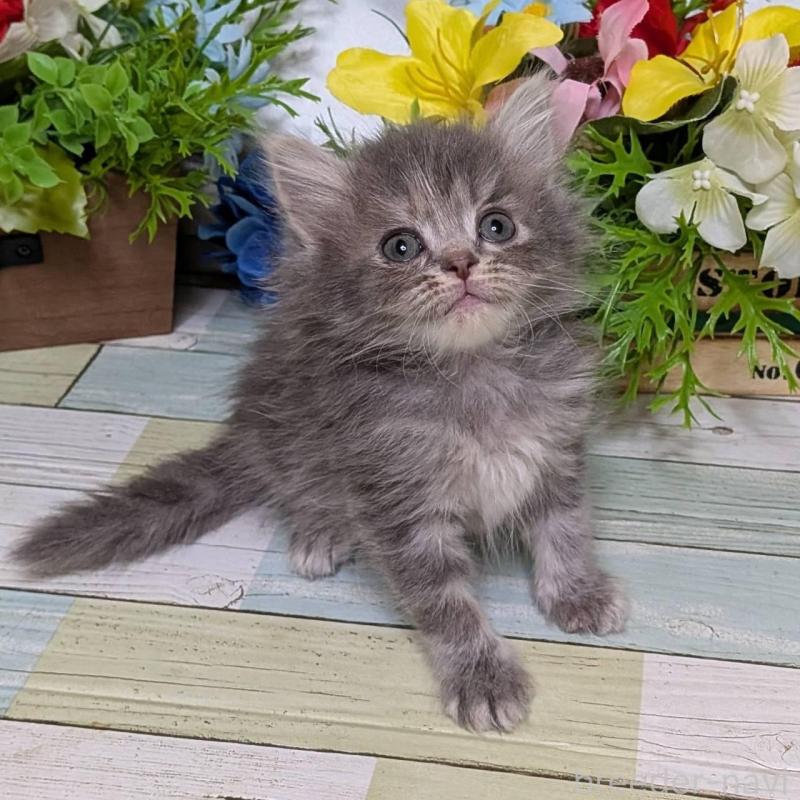 販売中の大阪府のミヌエット-139146の1枚目