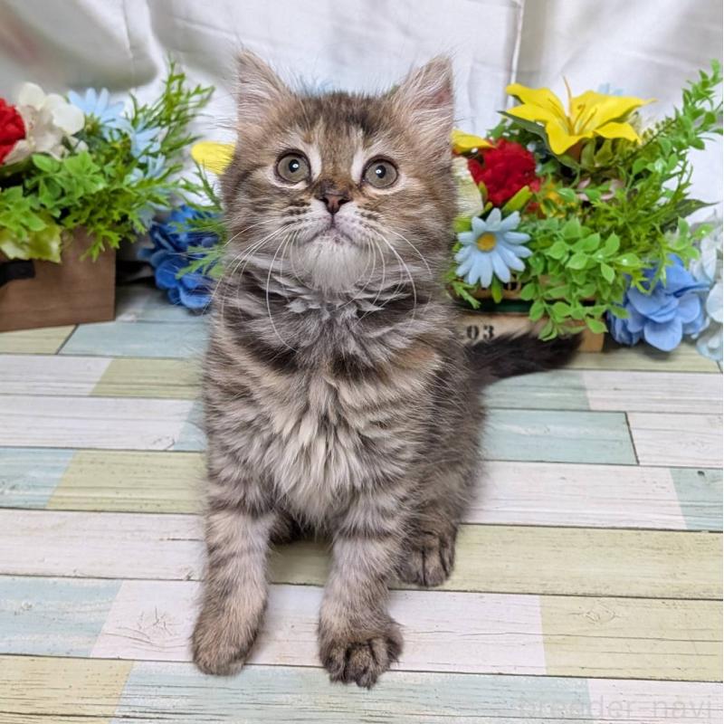 販売中の大阪府のスコティッシュフォールド-139147