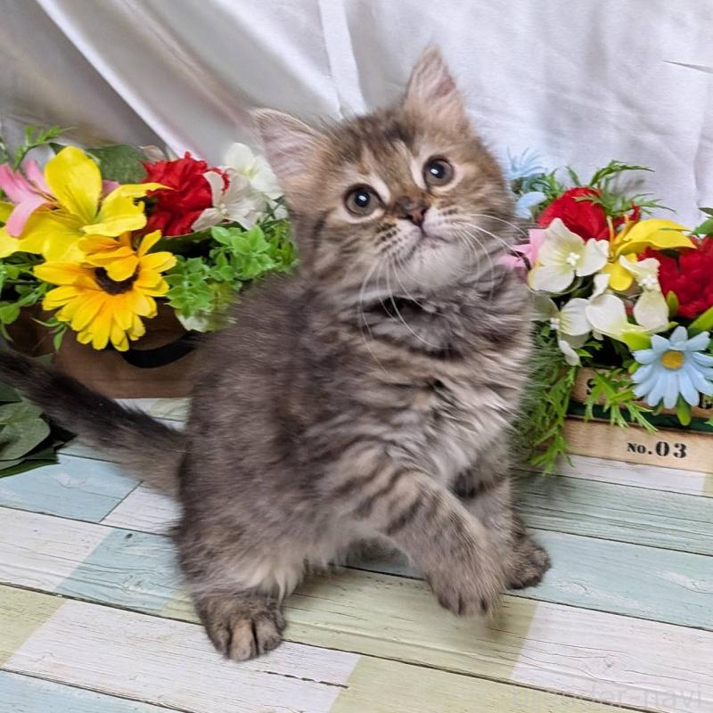 販売中の大阪府のスコティッシュフォールド-139147の2枚目