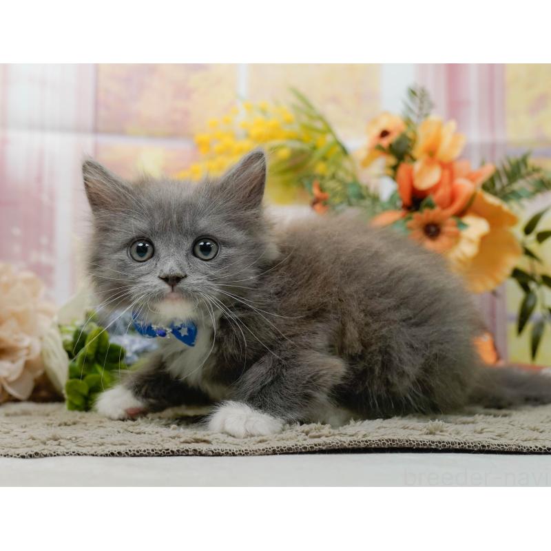 商談中の神奈川県のミックス-139262の10枚目