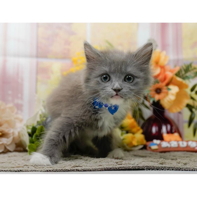 商談中の神奈川県のミックス-139262の9枚目