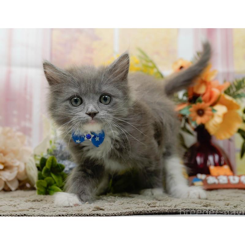 商談中の神奈川県のミックス-139262の8枚目