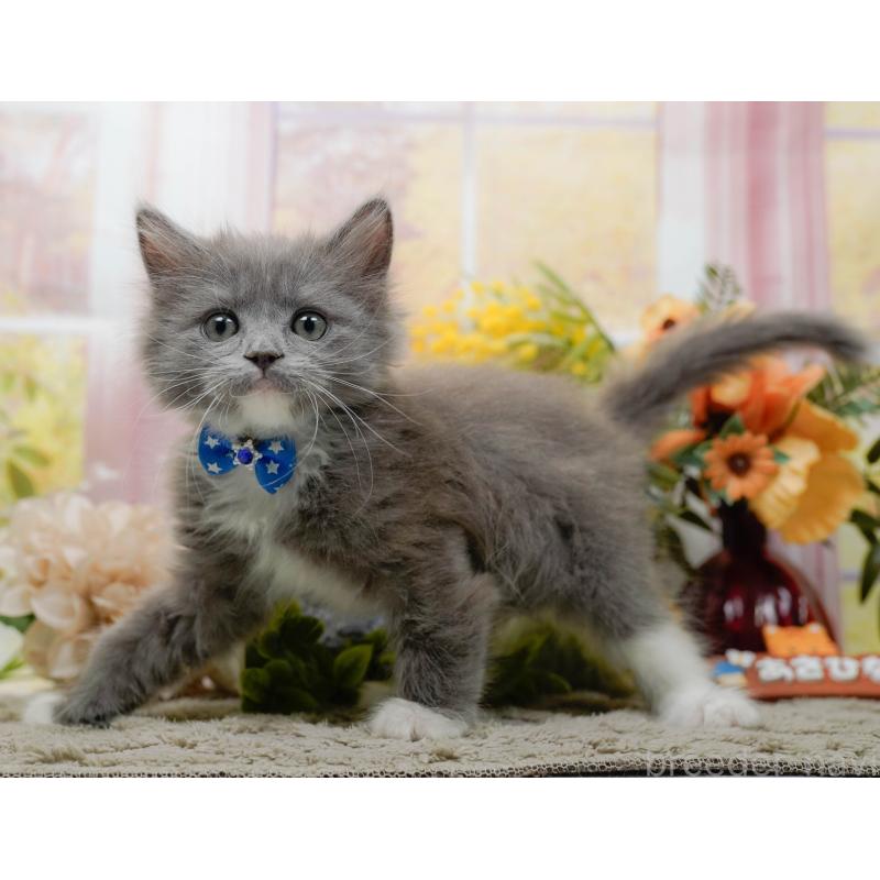 商談中の神奈川県のミックス-139262の7枚目