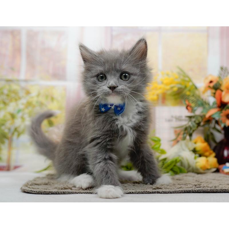 商談中の神奈川県のミックス-139262の5枚目