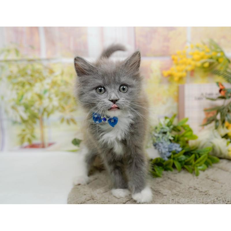 商談中の神奈川県のミックス-139262の4枚目