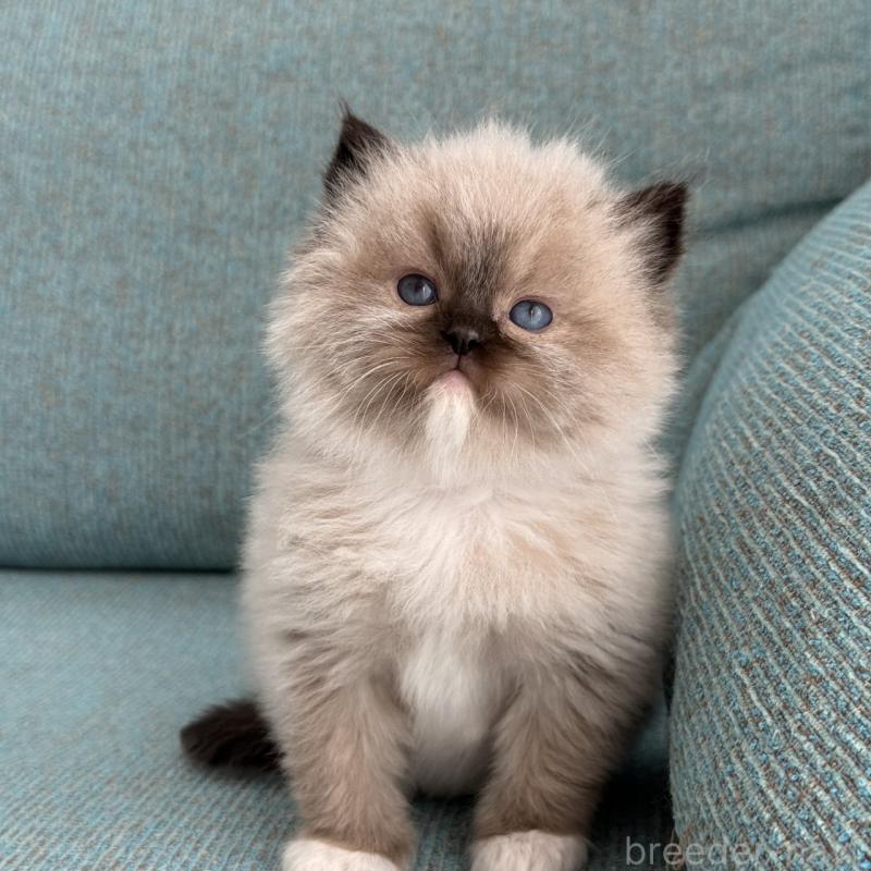 販売中の埼玉県のラグドール-139148