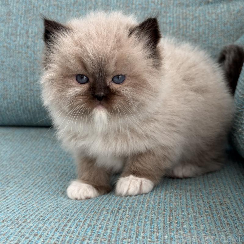 販売中の埼玉県のラグドール-139148の5枚目