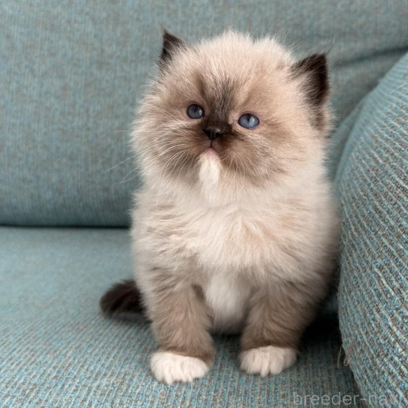 販売中の埼玉県のラグドール-139148の4枚目