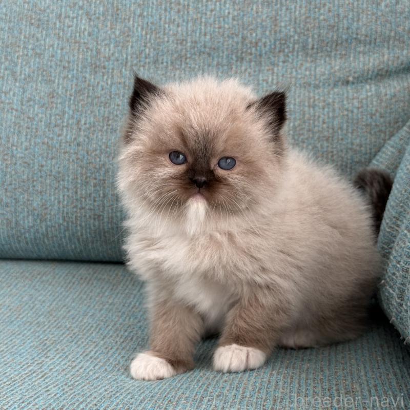 販売中の埼玉県のラグドール-139148の3枚目