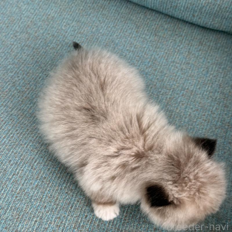 販売中の埼玉県のラグドール-139148の2枚目