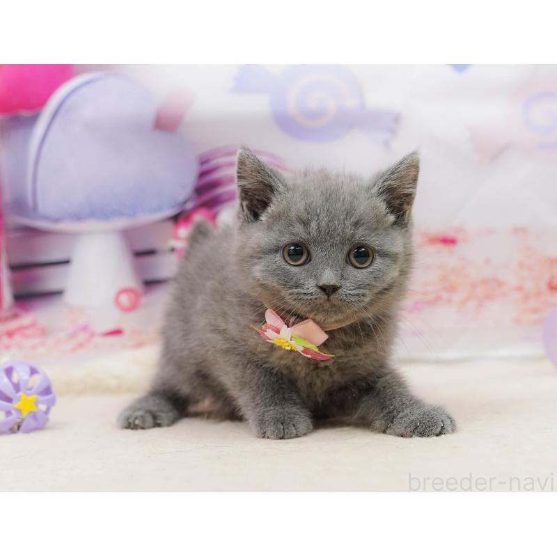 販売中の千葉県のブリティッシュショートヘア-139163の10枚目