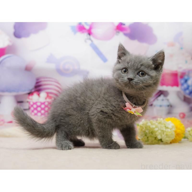 販売中の千葉県のブリティッシュショートヘア-139163の9枚目