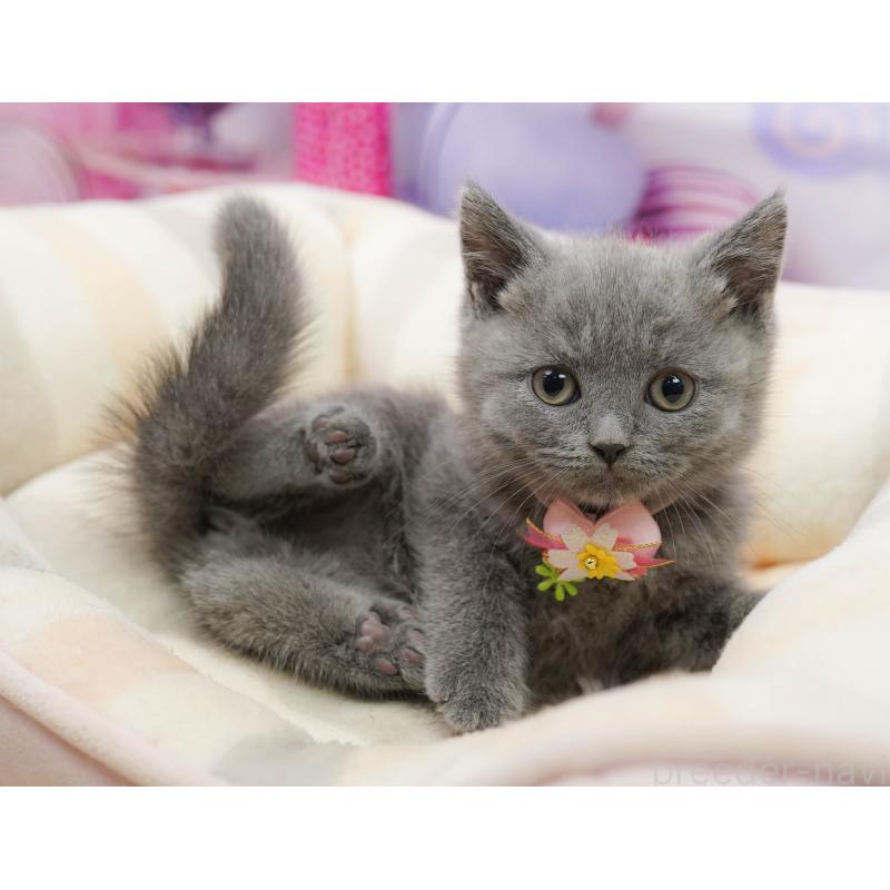 販売中の千葉県のブリティッシュショートヘア-139163の8枚目