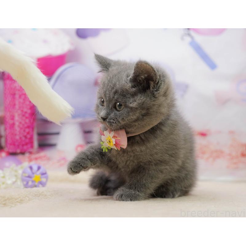 販売中の千葉県のブリティッシュショートヘア-139163の7枚目