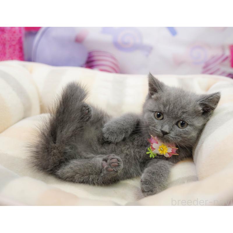 販売中の千葉県のブリティッシュショートヘア-139163の6枚目