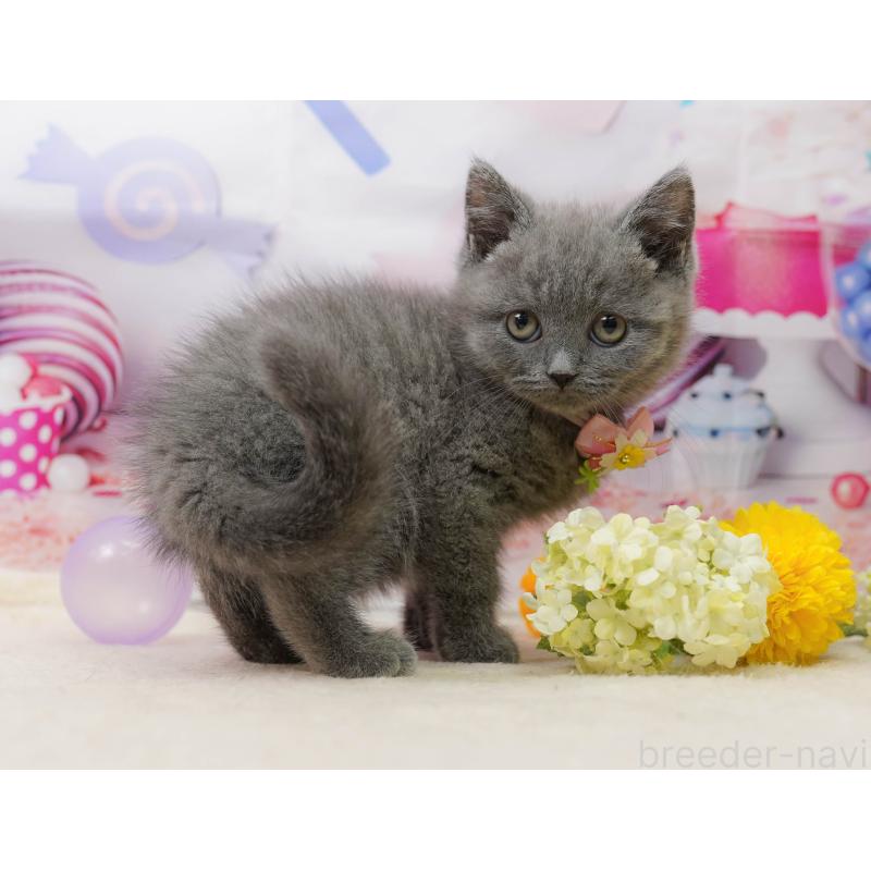 販売中の千葉県のブリティッシュショートヘア-139163の5枚目