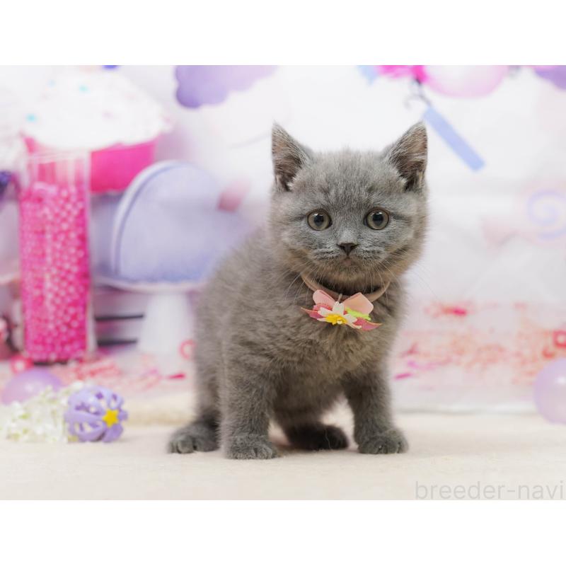 販売中の千葉県のブリティッシュショートヘア-139163の4枚目