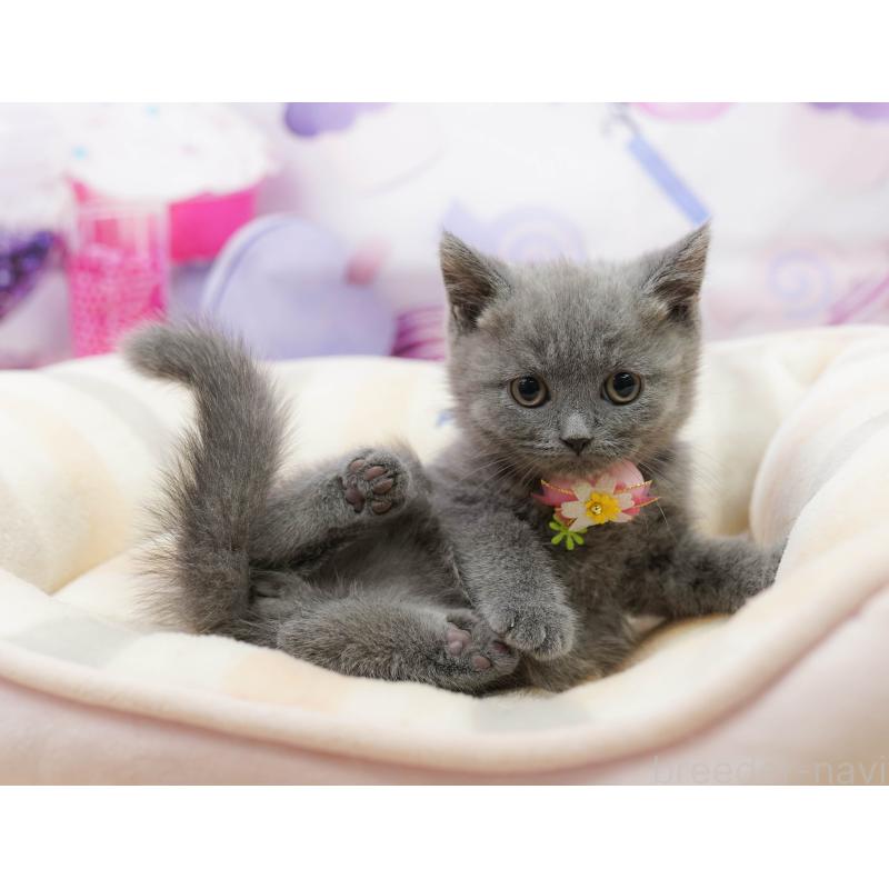 販売中の千葉県のブリティッシュショートヘア-139163の3枚目