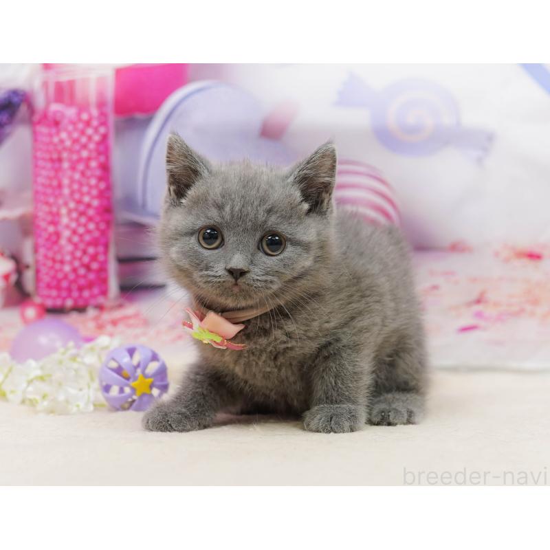 販売中の千葉県のブリティッシュショートヘア-139163の2枚目