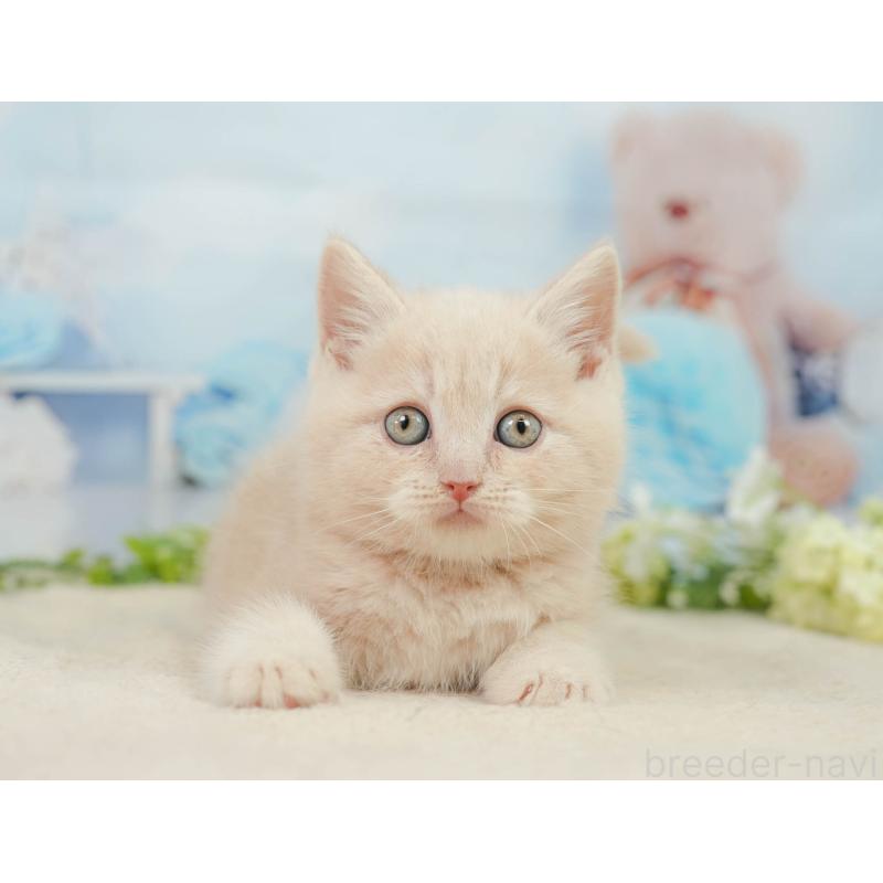 販売中の千葉県のマンチカン-139161