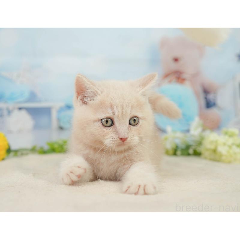 販売中の千葉県のマンチカン-139161の9枚目