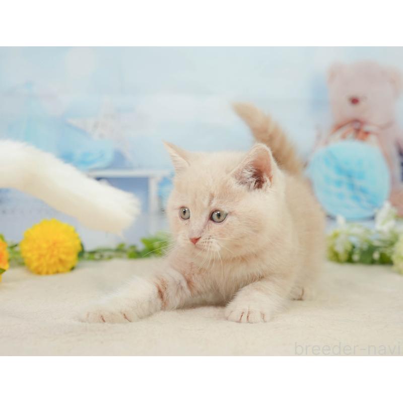 販売中の千葉県のマンチカン-139161の8枚目