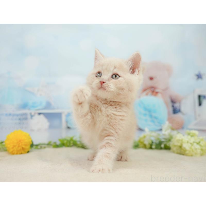 販売中の千葉県のマンチカン-139161の7枚目