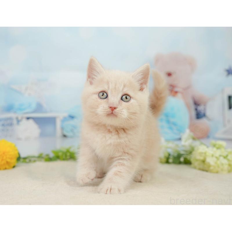 販売中の千葉県のマンチカン-139161の6枚目