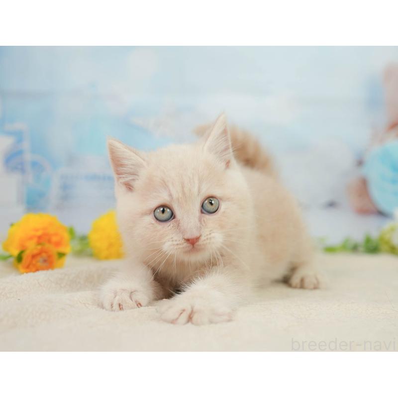 販売中の千葉県のマンチカン-139161の5枚目