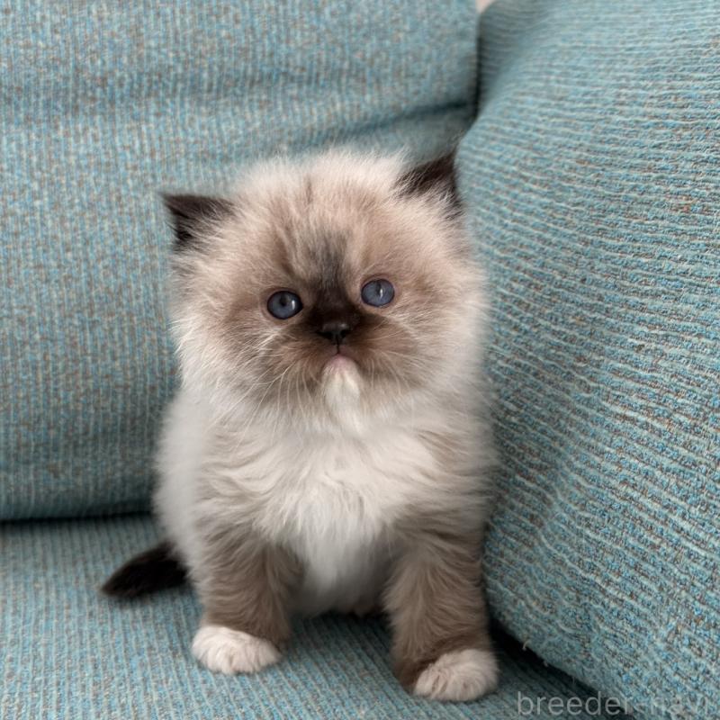 販売中の埼玉県のラグドール-139149の4枚目