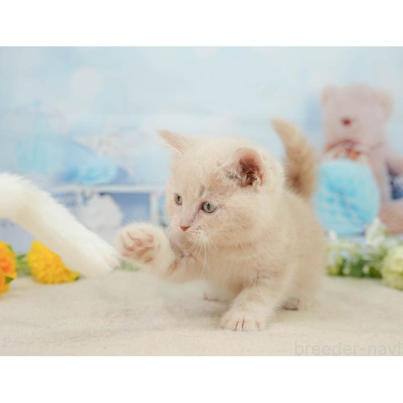 販売中の千葉県のマンチカン-139161の4枚目