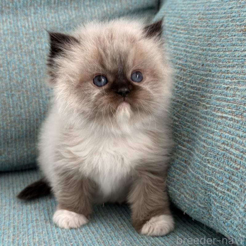 販売中ののラグドール-139149