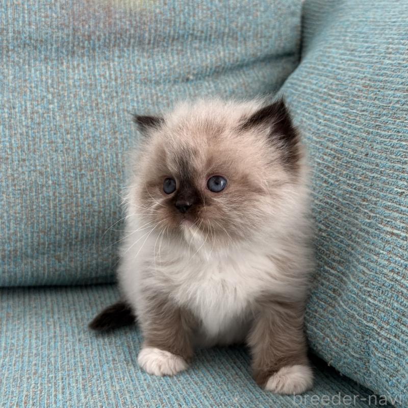 販売中の埼玉県のラグドール-139149の3枚目